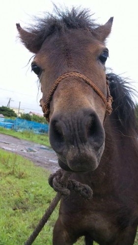 ウマくは無い。。。