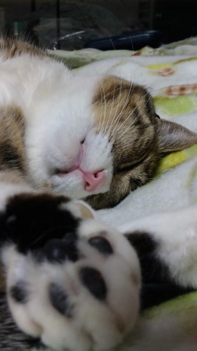 キンコンカンコン☆なのか、チカチカなのか…