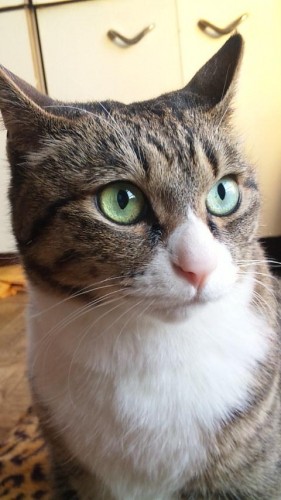 決めたっ!!(*｀∀´*)ゝ