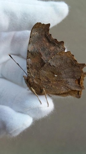 なかなか冷めない熱。