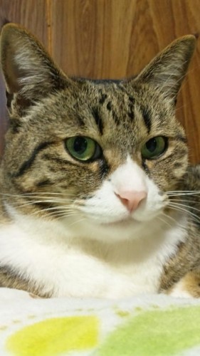 にゃんだらけ。。。