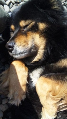 ダニはダミだ。