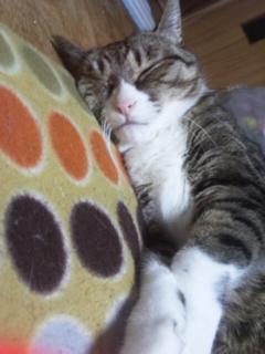 謝謝イ尓(*´人｀*)