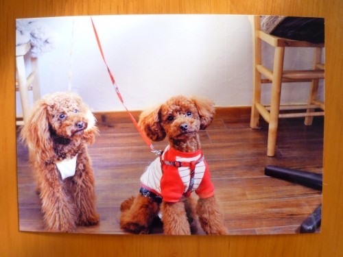 とう！とう！　ドッグカフェ　デビュー！！！