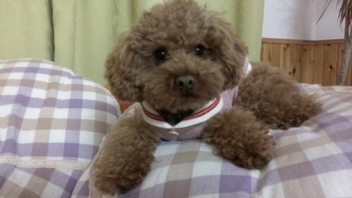 本日のパステルはいっぱい♪