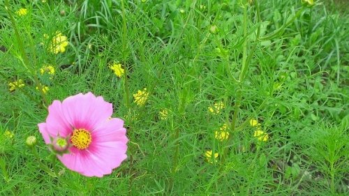 秋桜の町♪大樹町♪