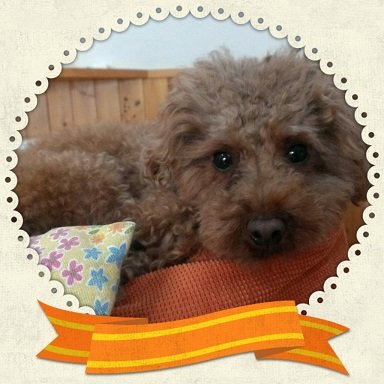 今日もいい子にしたんだワン！