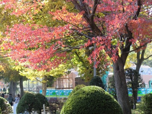 秋深し・・・動くデナリ（円山ZOO）