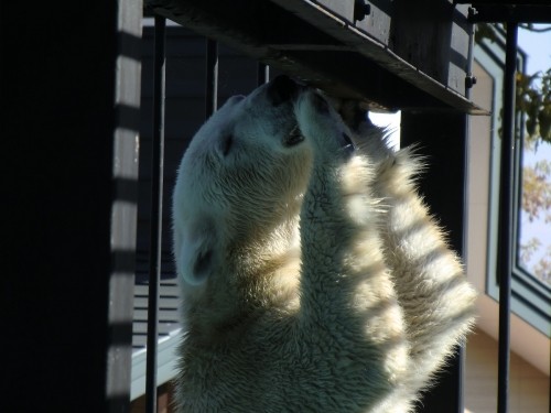 10月27日のうまうま~♪ (おびひろ動物園)