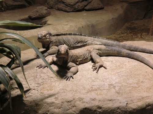 掃除のお手伝い　求む！！