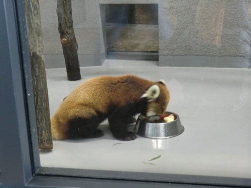 レッサーパンダのセイタくん　りんご大好き♪