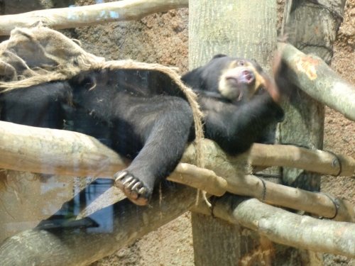 円山ZOO～遊ぶウメキチ♪