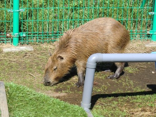 カピバラさんのお食事とか・・・