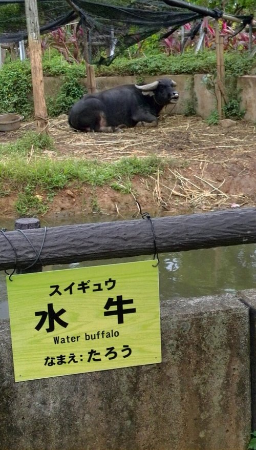 たろう君