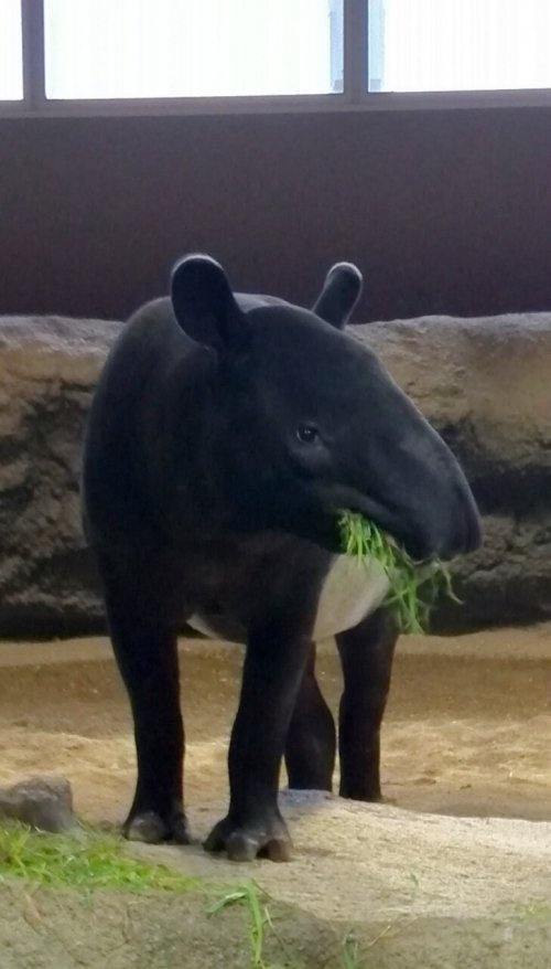 ワカバちゃん