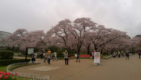 京都のサクラ