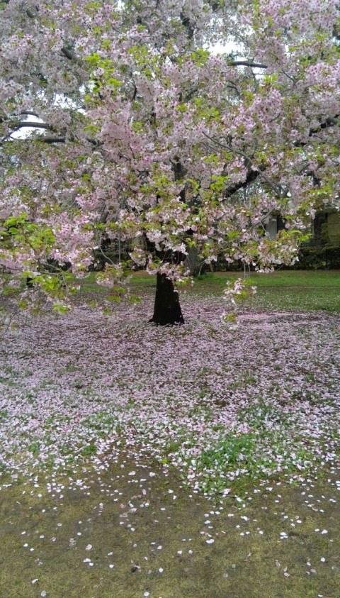 京都御所の桜