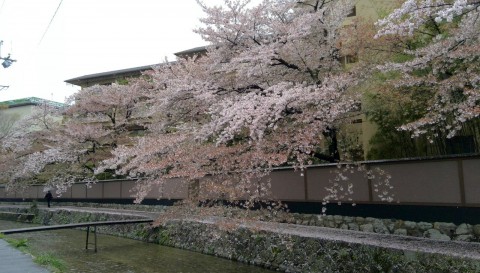 京都のサクラ(白川)