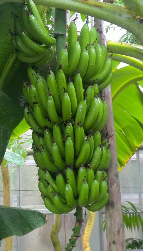 三ヶ月ぶんのバナナ