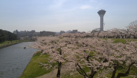 函館のサクラ