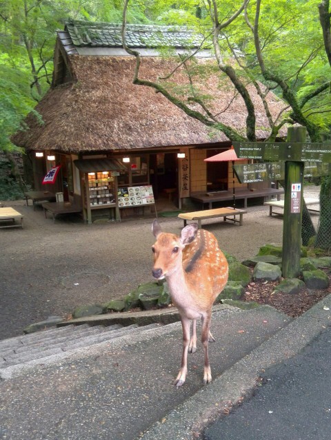 看板むすめ
