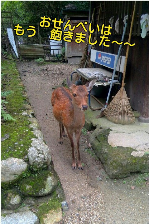 ペットを飼いました～