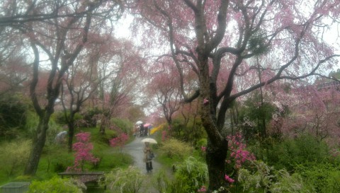 桜を観にきました