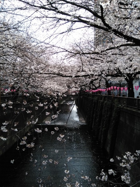 東京の桜は今が見頃
