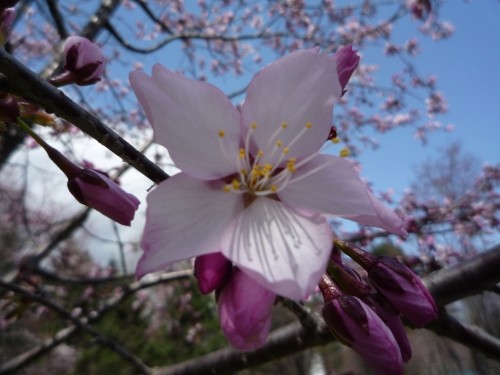 桜 八分咲き