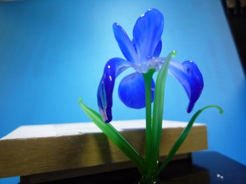 ガラスの花　菖蒲