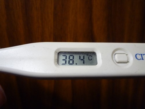 発熱中のポンテです。。。