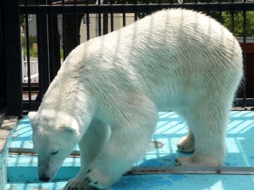 子守で動物園へ・・・
