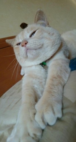 載るかな?