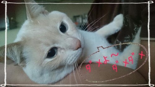 ドーナツ