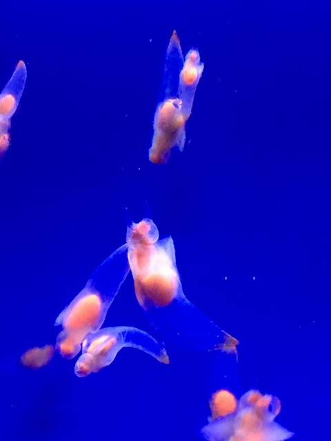 クリオネ!...