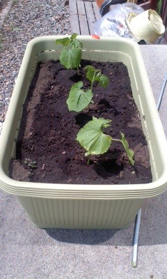 ゴーヤ植えました～