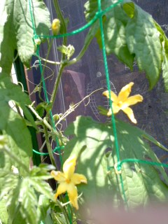 野菜のお花～♪♪