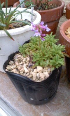 お花屋さん巡り~♪
