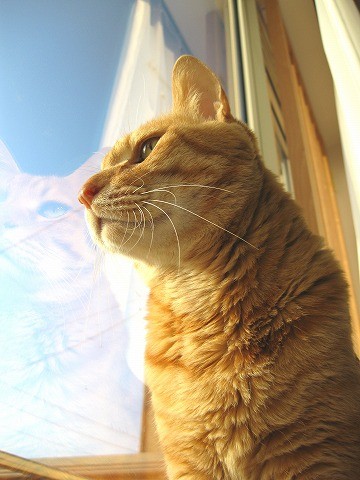 うちのニャンコ~その2