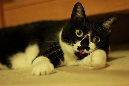 うちのニャンコ~その4