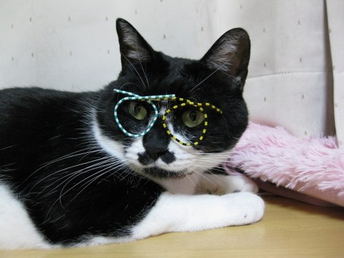 メガネのお姉さんは好きですか?