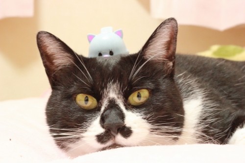 猫の形のクリップ発見