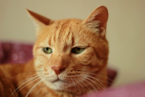 野獣系(かもしれない)