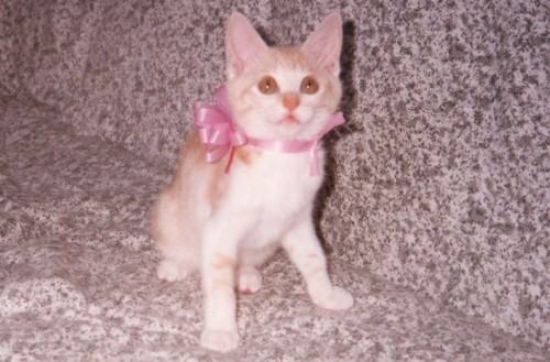 うっちゃん闘病記～その３