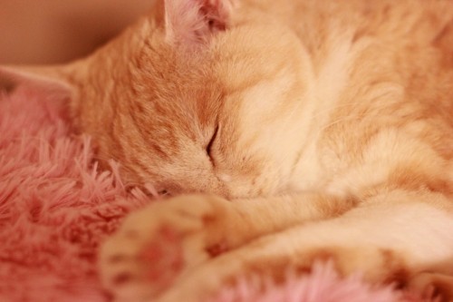 うっちゃん、それは痛そうですが...