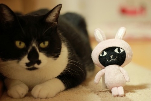 暑いから壁を押してみた