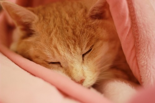 うっちゃん熱中症になるの巻