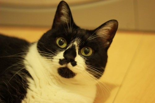 8月8日は何の日?