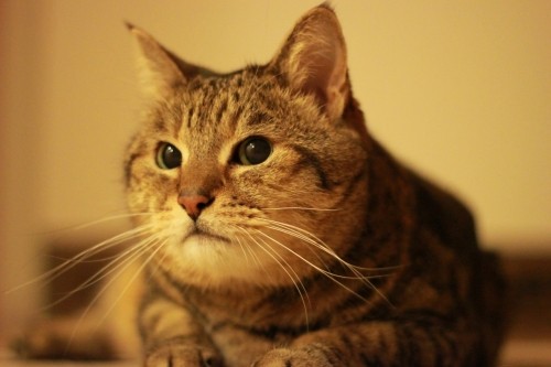 ネコ、洗いました~しゃいの巻~