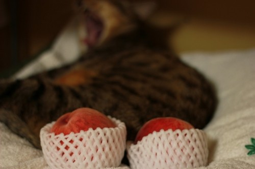 もももらいました